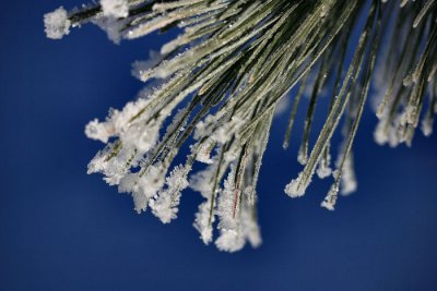 1frost.jpg