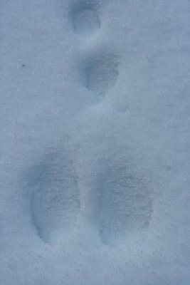 1Snowshoe Hare.jpg