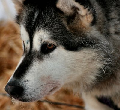 Balto catches a little nap