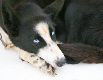 1Blue eyes2.jpg