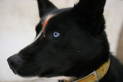 1blue eyes3.jpg