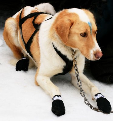 1harnessed and booted.jpg