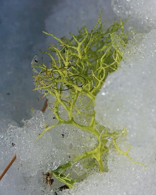 1cold lichen.jpg