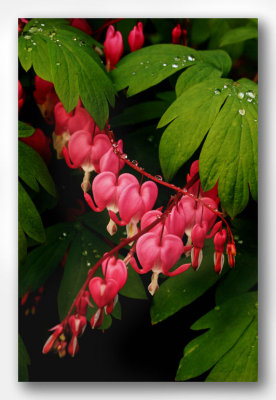 Bleeding Heart