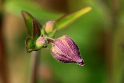 Columbine