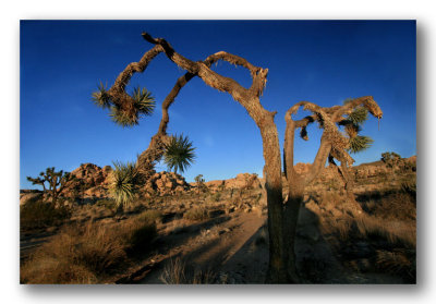 Joshua Tree National Park