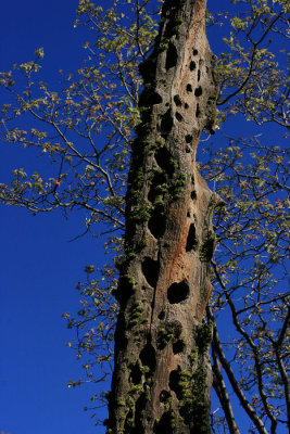 Woodpecker Tree