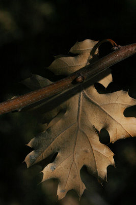 Last Year's Oak