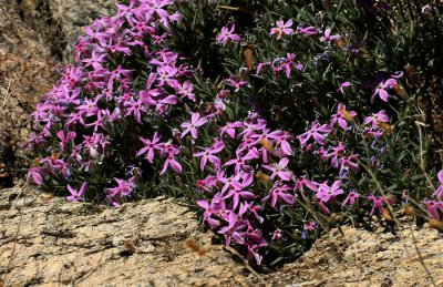 Phlox in the Rocks