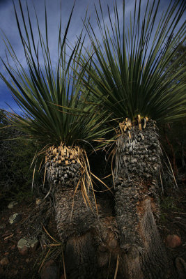 Mojave Yucca