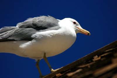 Bodie Seagull