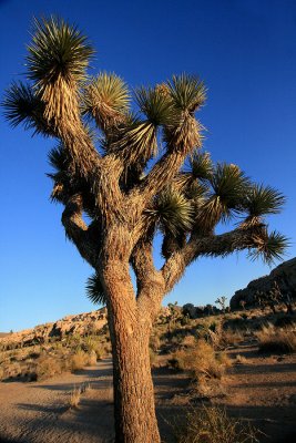 1joshua tree1.jpg