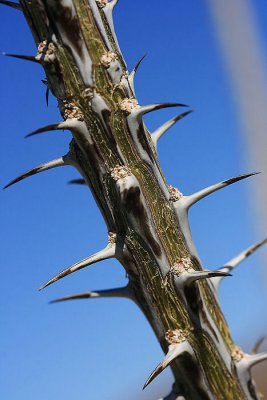 1Ocotillo.jpg