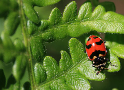 Ladybird