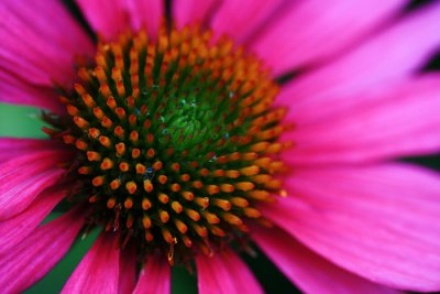 Echinacea pallida