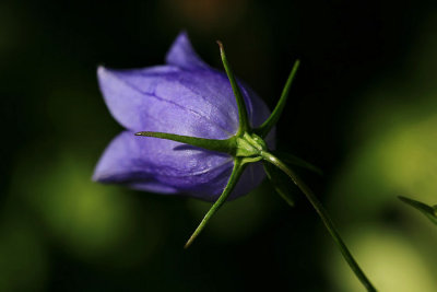 Harebell