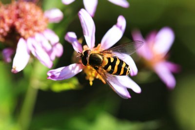 Hover Bee