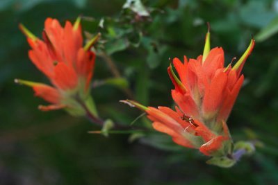 Orange Paintbrush