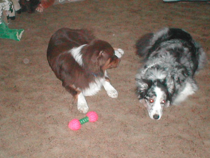 Slinger 6months old with Bandit