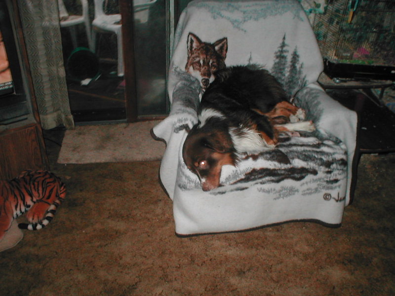 Slinger in his favorite chair