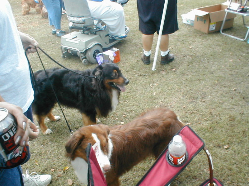 Shadow (julies shadow) and Rumor