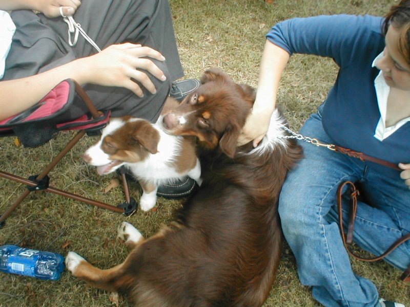 Slinger and Buster as a puppy