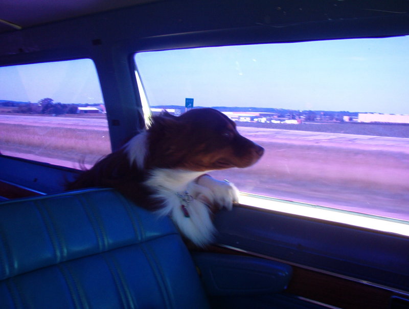 Slinger sniffing the wind- he smells a dog show!!