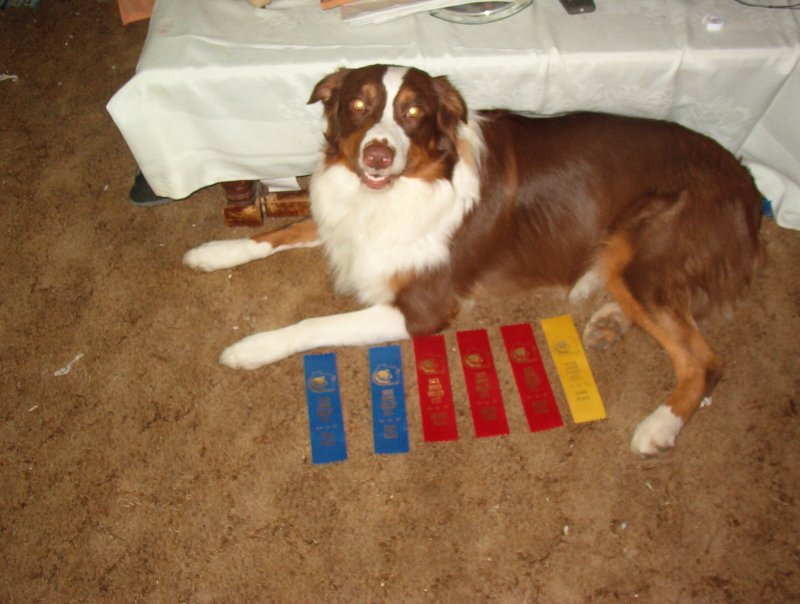 Buster and his ribbons at  13 months