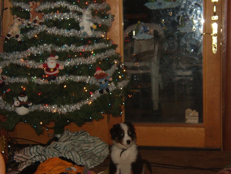 Ajaxs first christmas