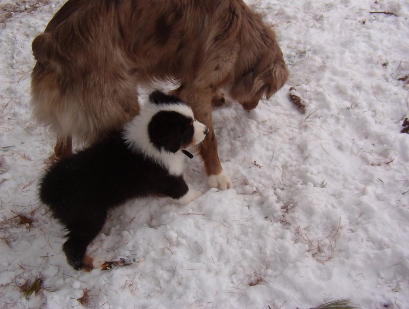Ajax and gunner