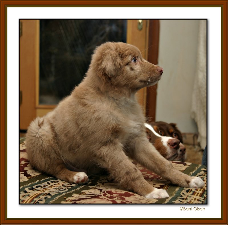 Gunner at 7 weeks