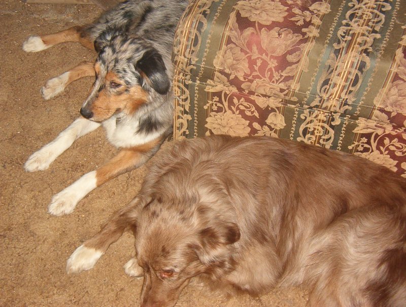 Spring and Gunner