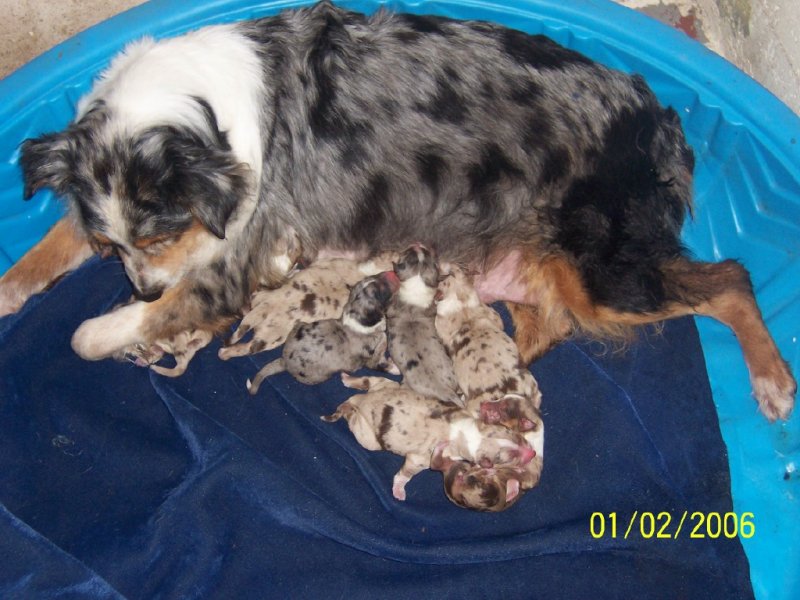 Litter pic s