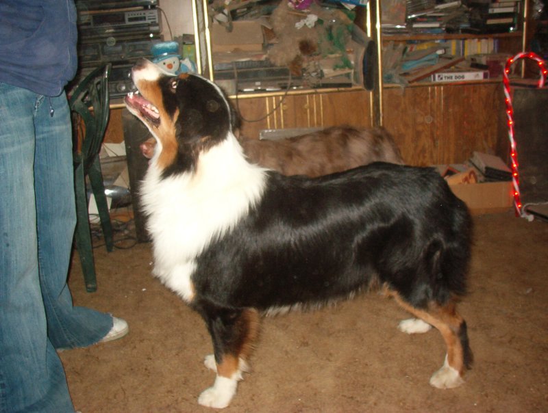 Ajax  13 months old