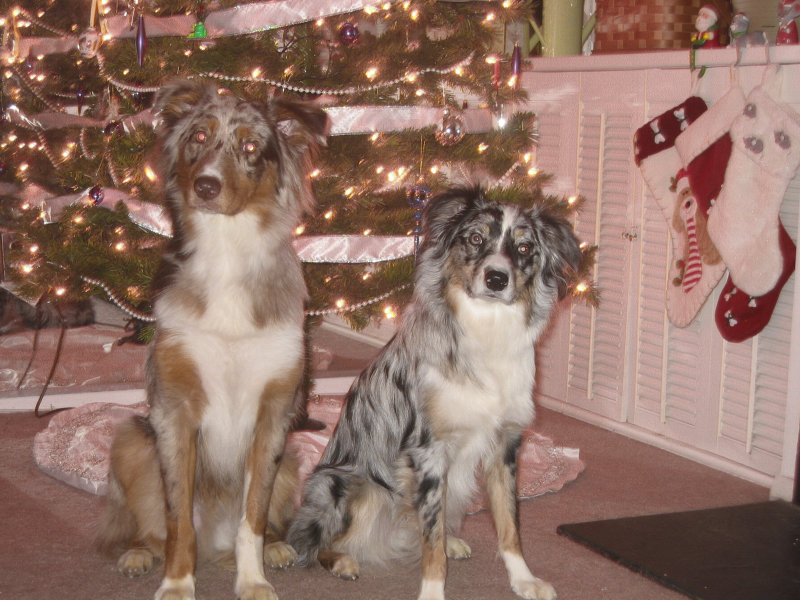 Sailor red merle male(springs brother)