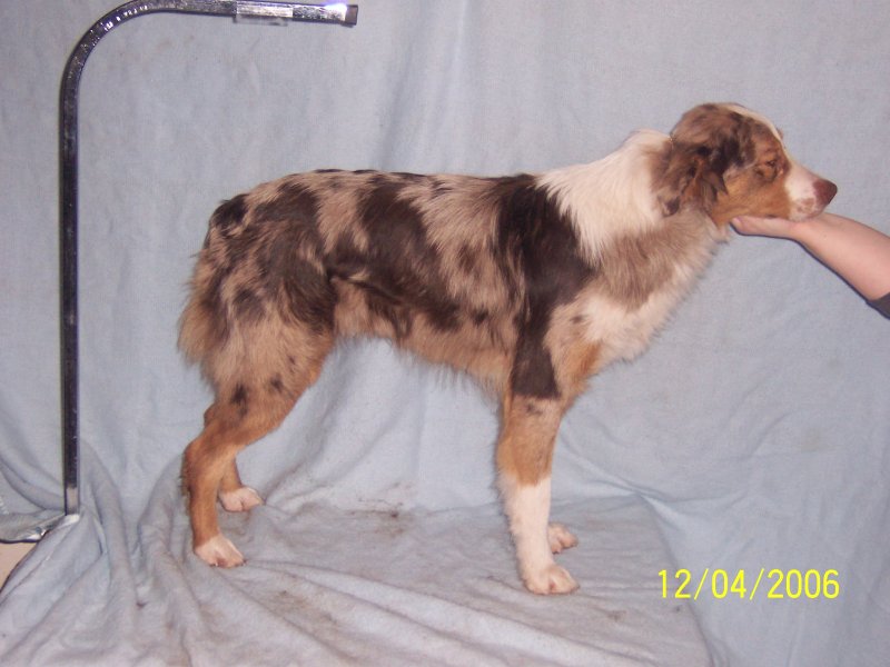 Sachel   11 months old (slinger blue litter)