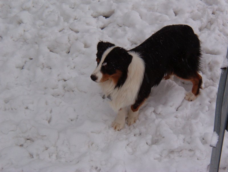 Ajax in the snow