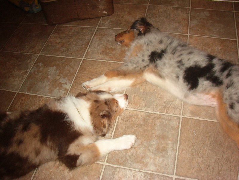 Spring and Satchel as puppys