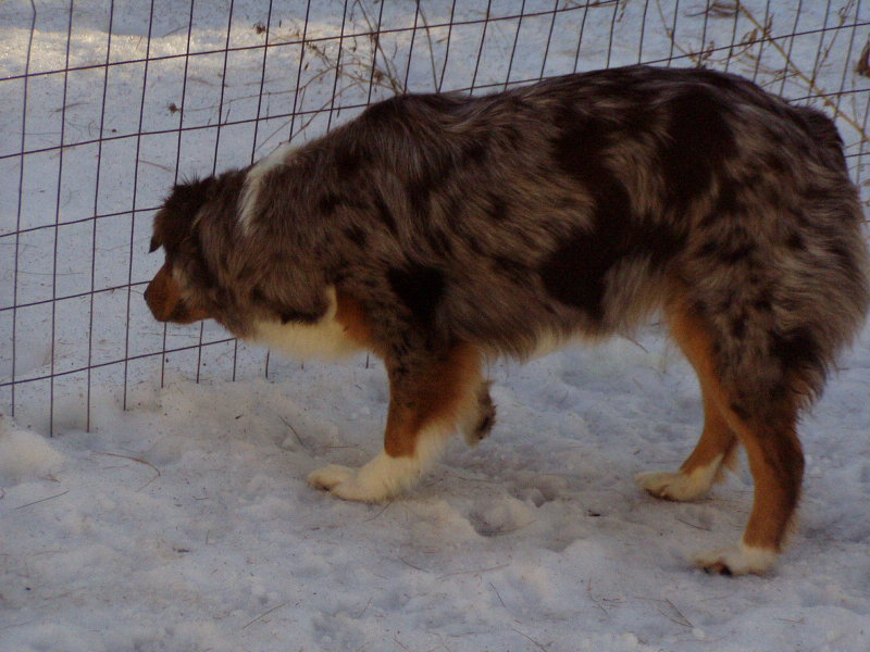 The herding dog