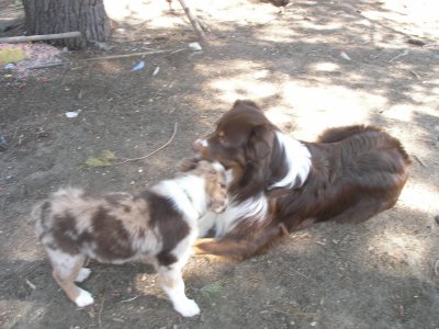 slinger and Sachel