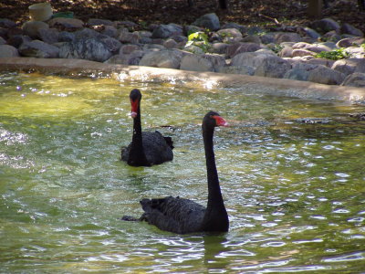 the black swans