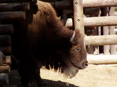 A buffalo