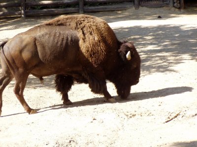 more buffalo