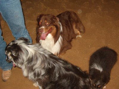 Dalley,Slinger and Tess