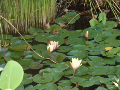 Flowering lily pads