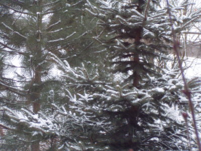 pines in the snow