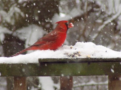 Cardinal in the in snow