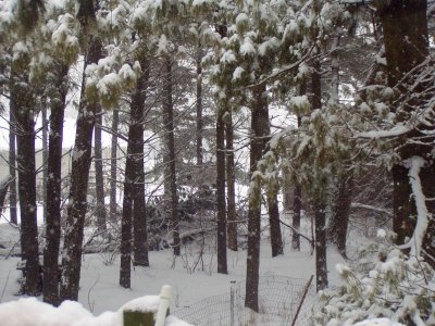 the snow in the pines