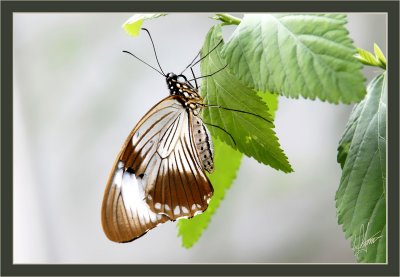 Butterflies: up close & personal. . .