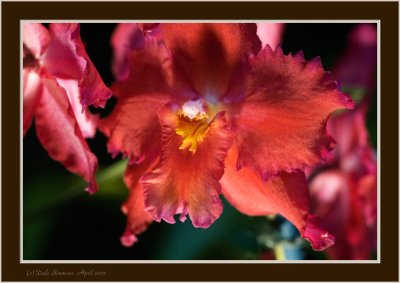 _DSC00 (207).jpg
